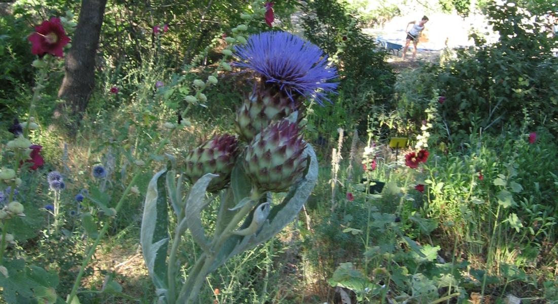 Le jardin d’un curieux et Saignon