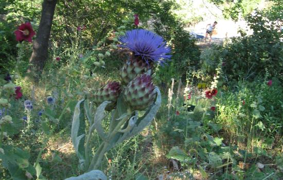 Le jardin d’un curieux et Saignon 